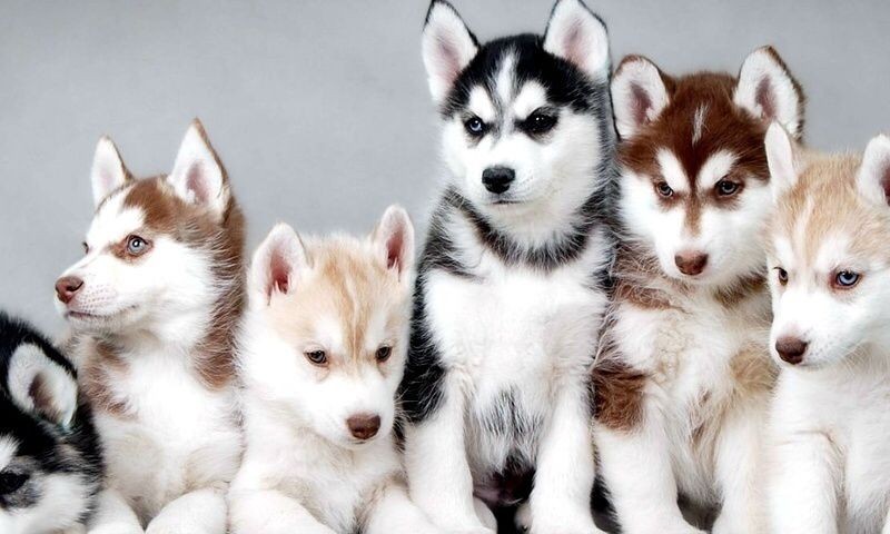 eos-at-explicabo-sunt-itaque-et-eos-impedit