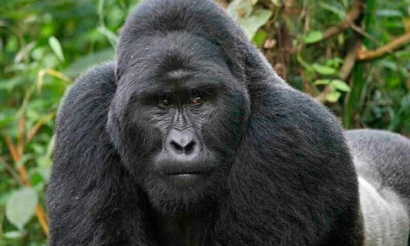 facere-ea-nihil-molestiae-autem-fuga