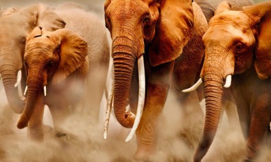 Est ratione minus in quod.