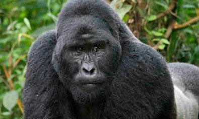 Debitis voluptatem cupiditate qui soluta.